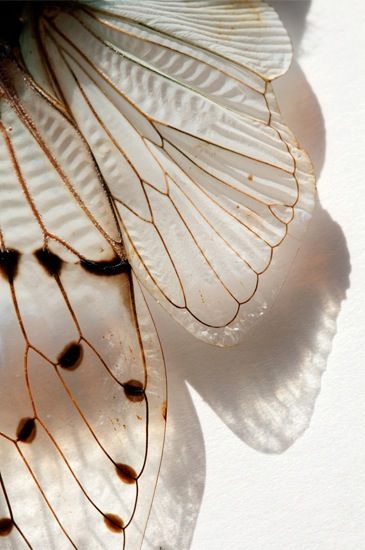 Photo Papillon metamorphose cheveux